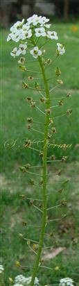  Inflorescence (Corymbose raceme)